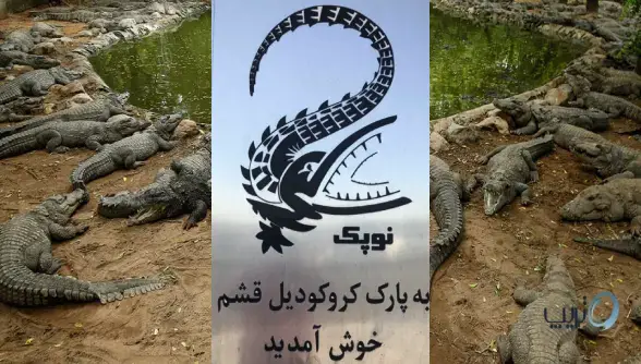 پارک کروکودیل قشم سرزمین خزندگان